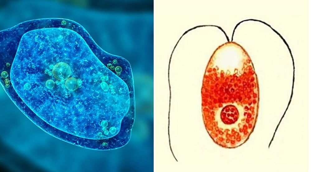 protozoa paraziták, dysenteric amőba és malária plazmódium