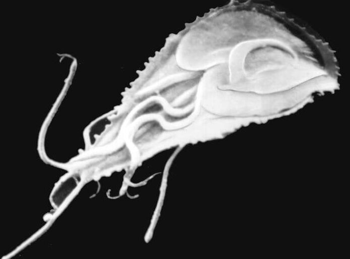 Malária plazmodium